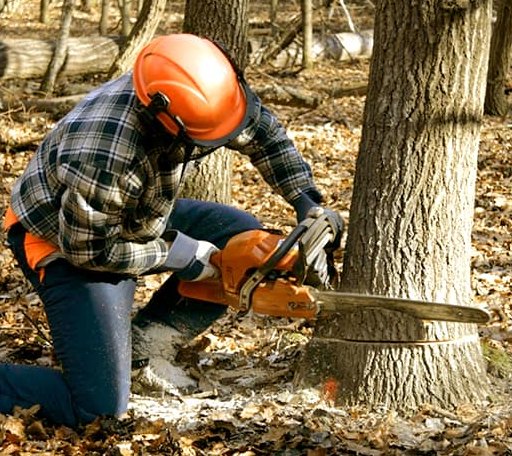 Tree Removal in Shunk, PA